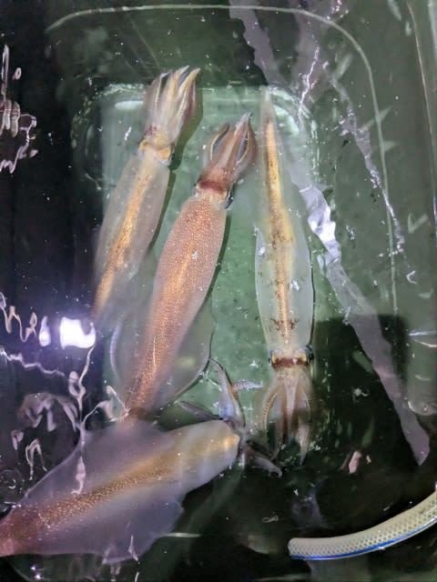 アカイカ(ケンサキイカ)