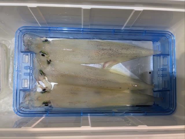 アカイカ(ケンサキイカ)