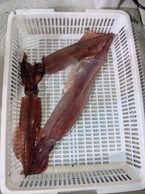 アカイカ(ケンサキイカ)