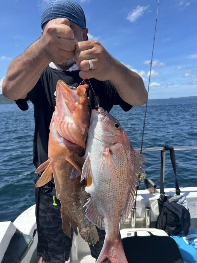 マダイ・アコウ(キジハタ)