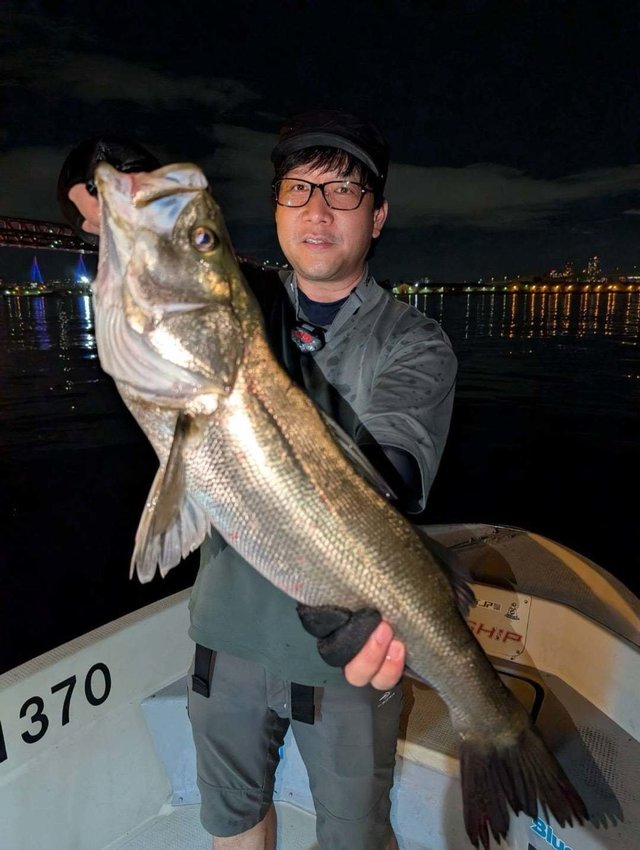 シーバス(スズキ)