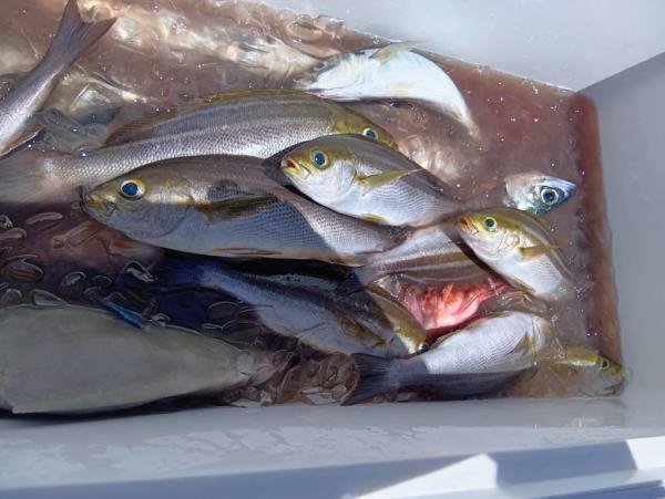 イサキ・カサゴ・サバ(ゴマサバ)