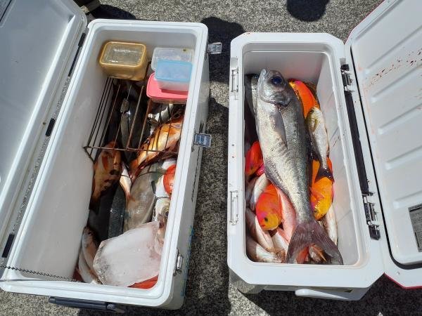 メジナ・アカイサキ・アジ(マアジ)・ヒメダイ・イサキ・クロムツ