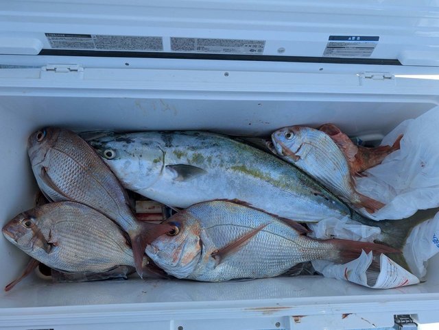 マダイ・ワラサ(ブリ)