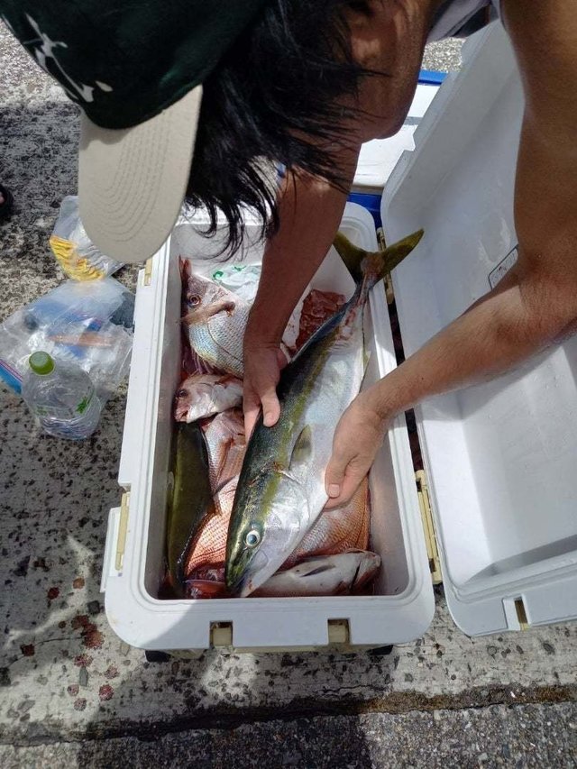 マダイ・ワラサ(ブリ)