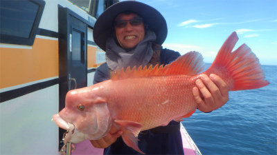 カンダイ(コブダイ)