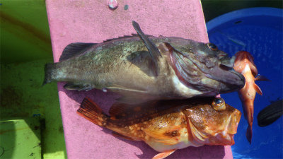 クロソイ・ウッカリカサゴ