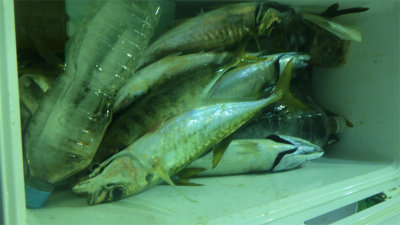 サバ(ゴマサバ)