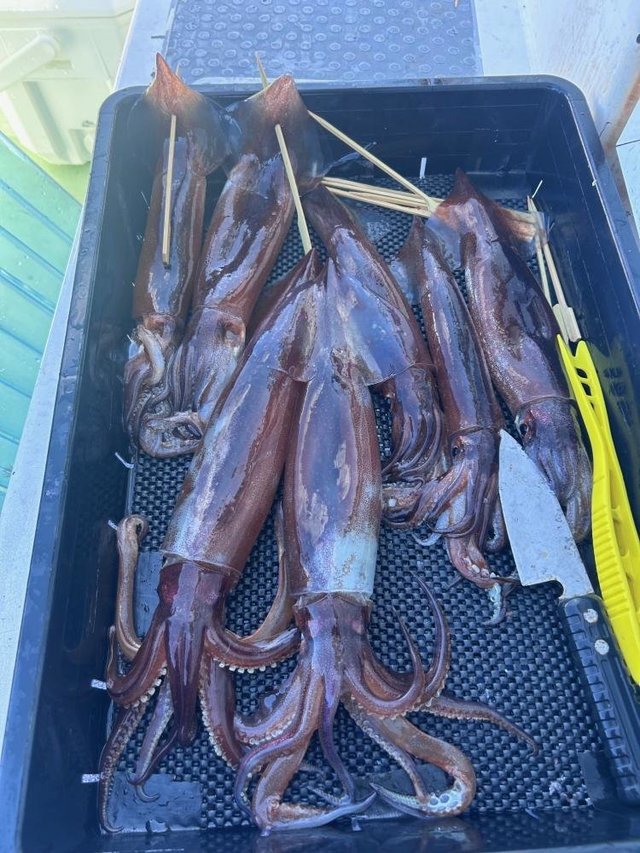 スルメ(スルメイカ)