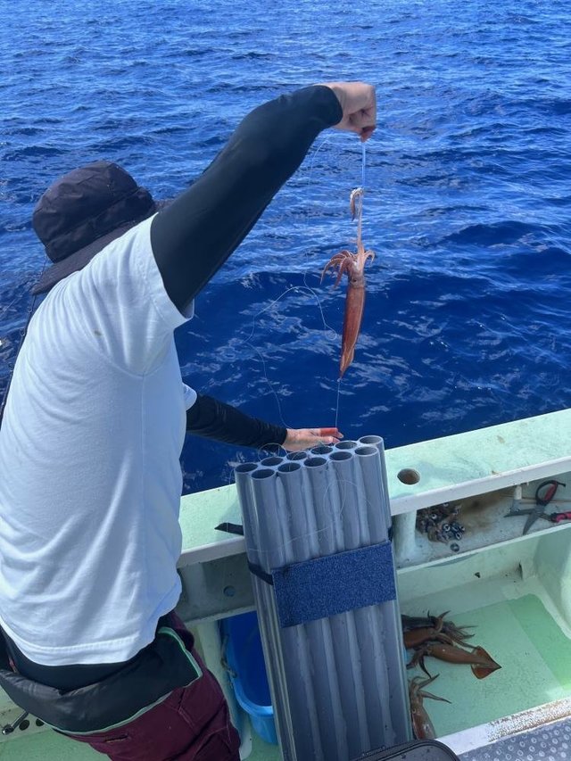 スルメ(スルメイカ)