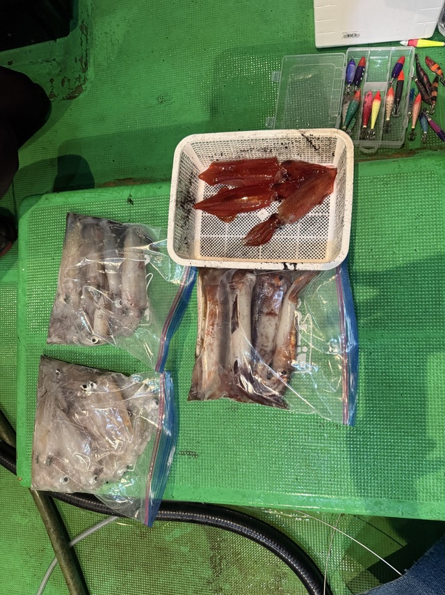 アカイカ(ケンサキイカ)・スルメイカ