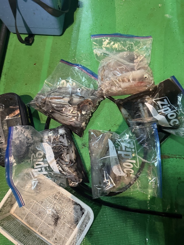 アカイカ(ケンサキイカ)・スルメイカ