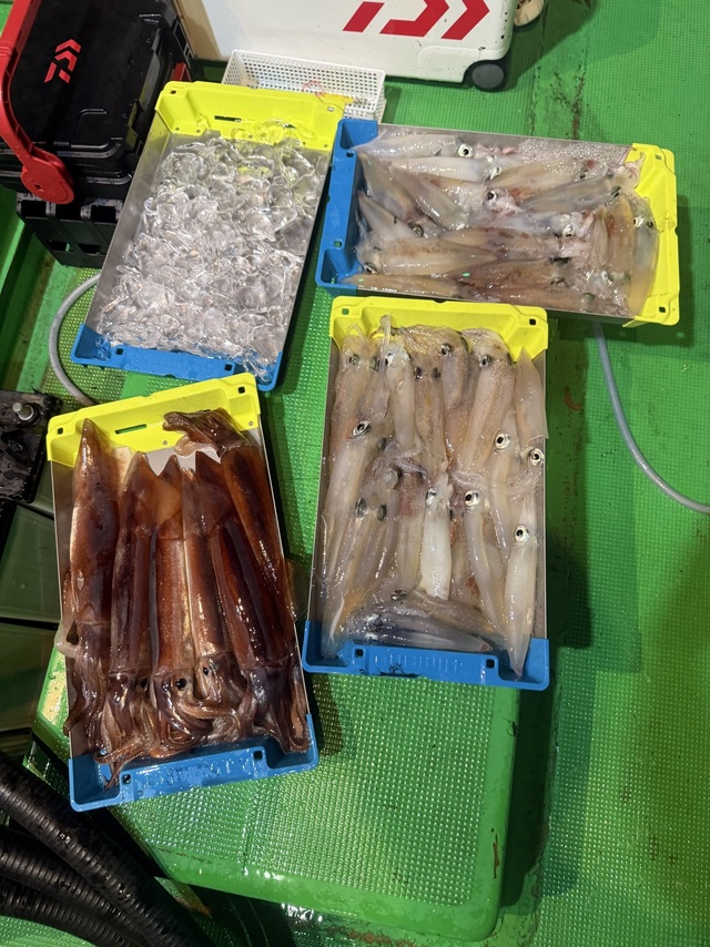 アカイカ(ケンサキイカ)・スルメイカ