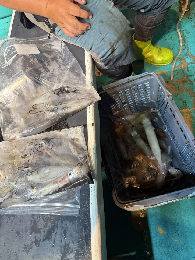 アカイカ(ケンサキイカ)