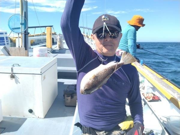 ショウサイフグ