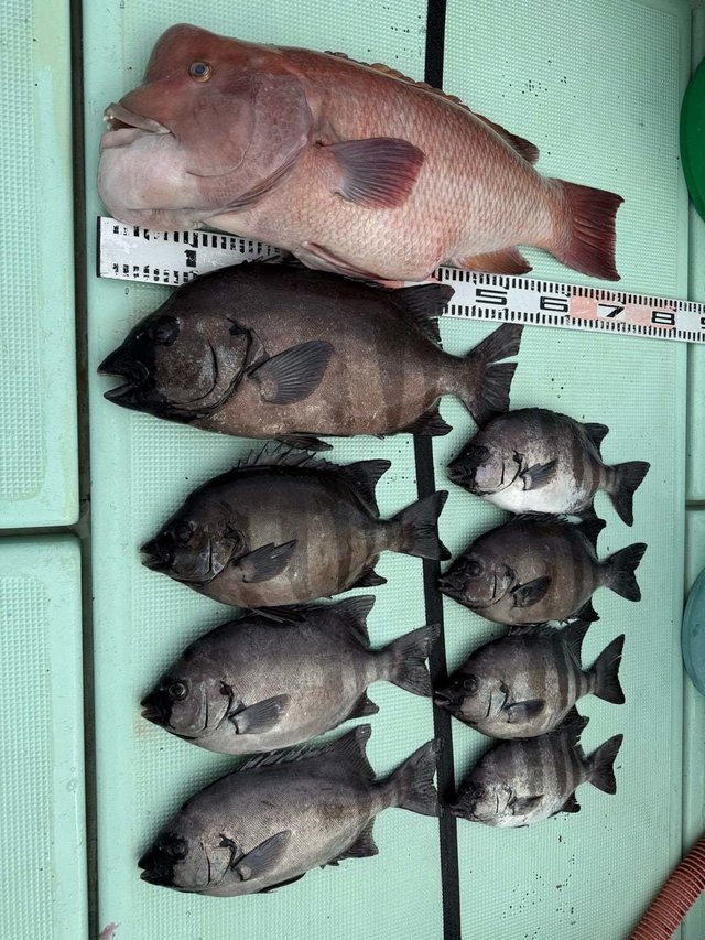 イシダイ・コブダイ