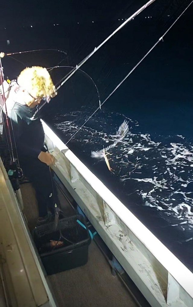 イカ(ヤリイカ)