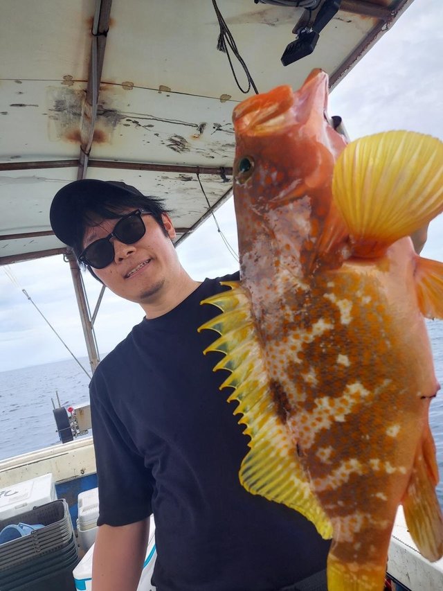 アコウ(キジハタ)