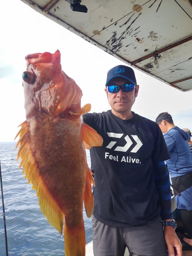 アコウ(キジハタ)