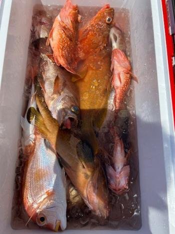 マダイ・キジハタ・カサゴ