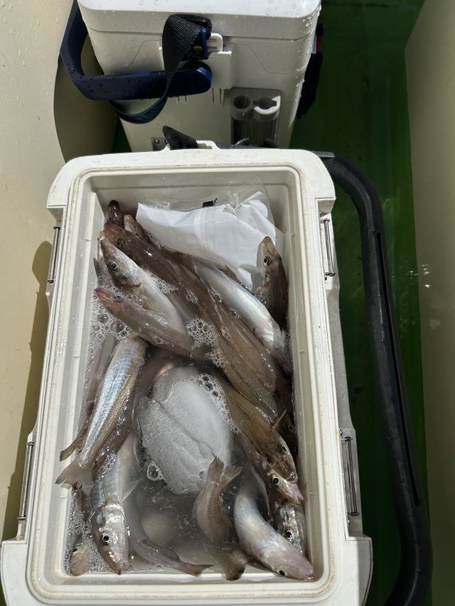 シロキス(シロギス)