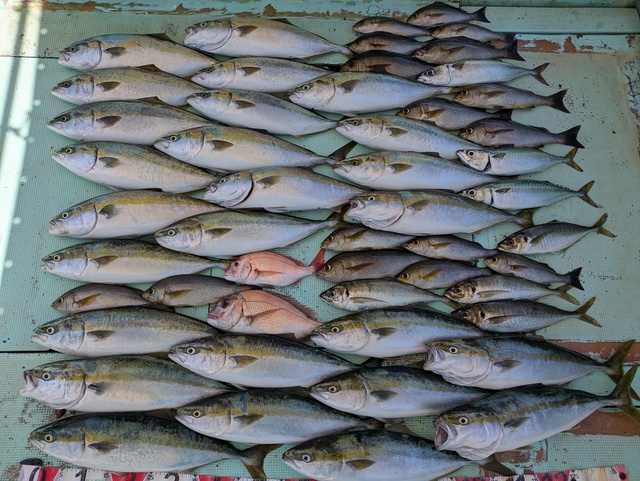 タイ(マダイ)・アジ(マアジ)・ハマチ(ブリ)・イサギ(イサキ)・マサバ
