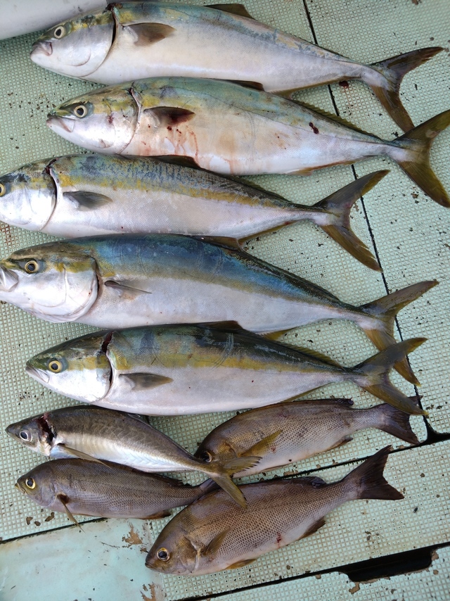 アジ(マアジ)・ハマチ(ブリ)・イサギ(イサキ)