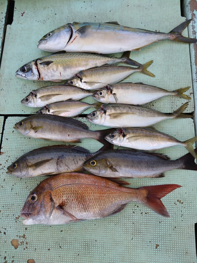 タイ(マダイ)・アジ(マアジ)・ハマチ(ブリ)・イサギ(イサキ)・サバ(マサバ)