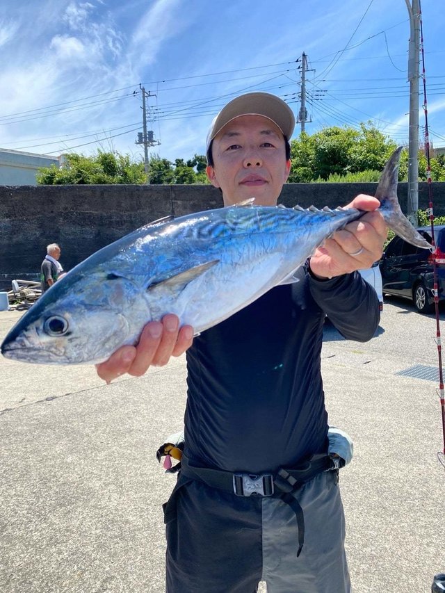 スマガツオ(スマ)