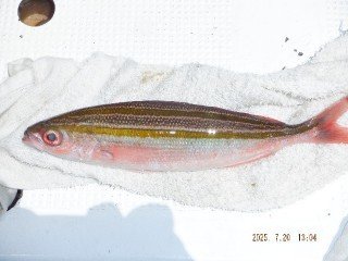 グルクン(タカサゴ)