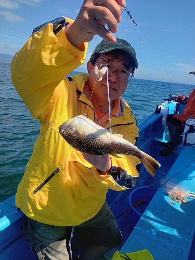 ショウサイフク(ショウサイフグ)