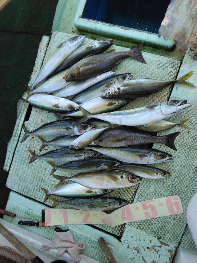 マアジ・イサギ(イサキ)・マサバ