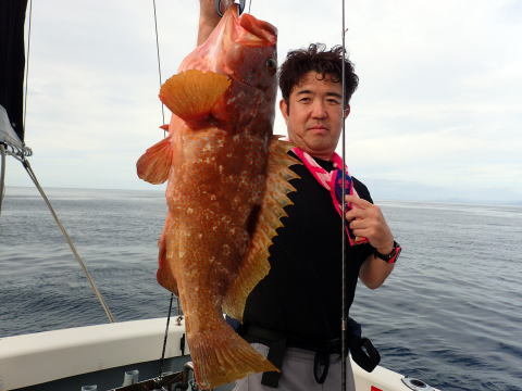 アコウ(キジハタ)