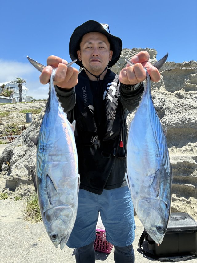 スマガツオ(スマ)