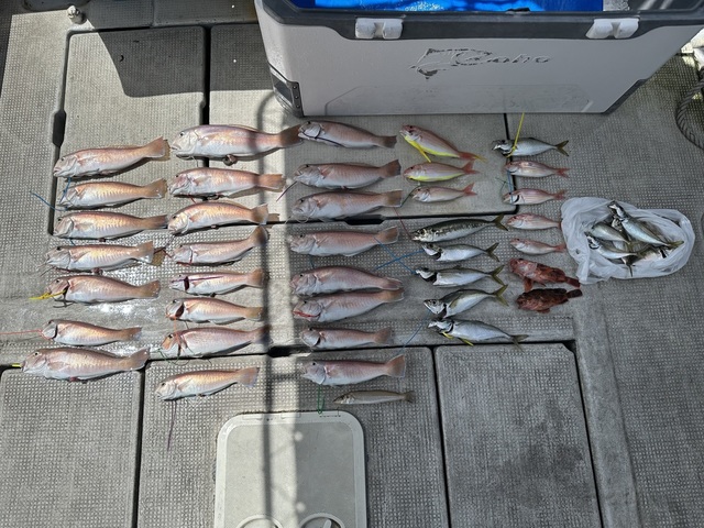 キス(シロギス)・アジ(マアジ)・シロアマダイ・イトヨリ(イトヨリダイ)・ガシラ(カサゴ)