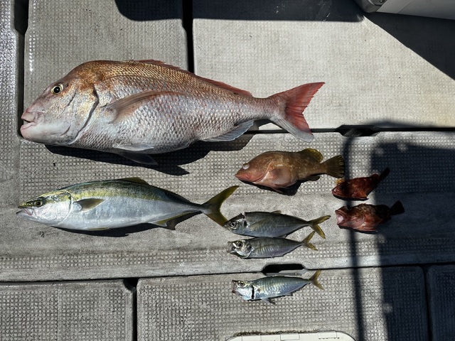 マダイ・アコウ(キジハタ)・アジ(マアジ)・メジロ(ブリ)・ガシラ(カサゴ)