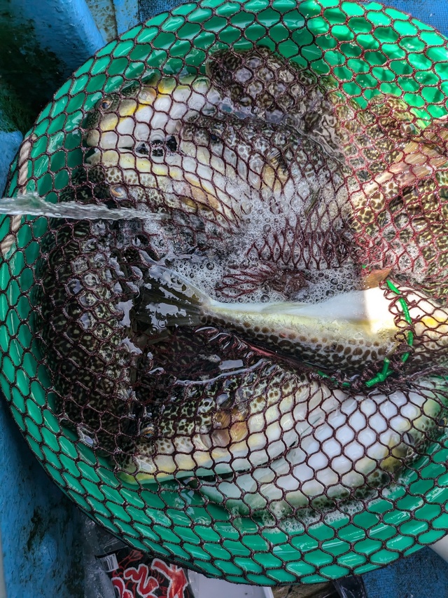 フグ(ショウサイフグ)