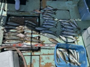 マアジ・マサバ