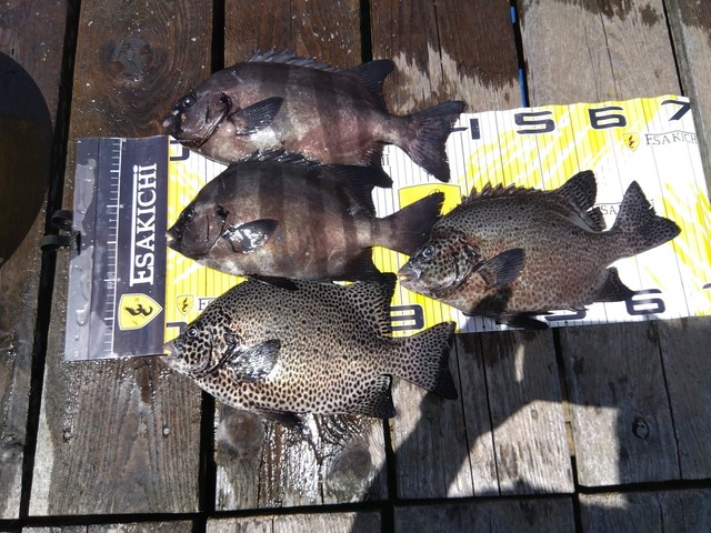 イシダイ・イシガキダイ