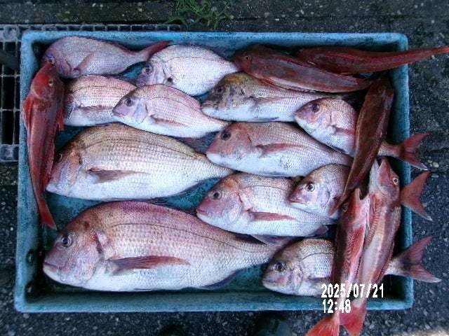 マダイ・ホウボウ・マダコ