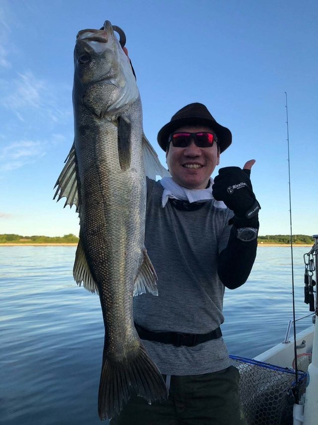 シーバス(スズキ)