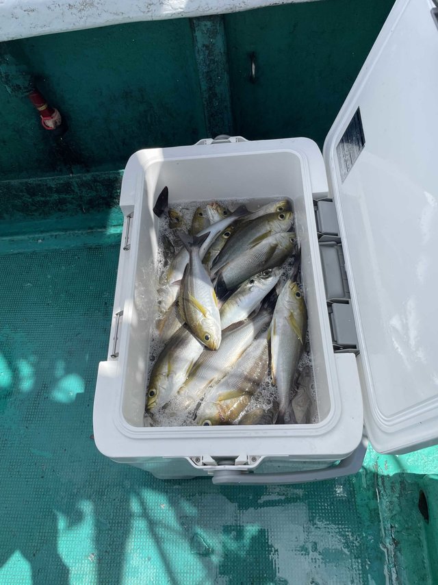 イサギ(イサキ)