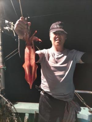 マイカ(ケンサキイカ)