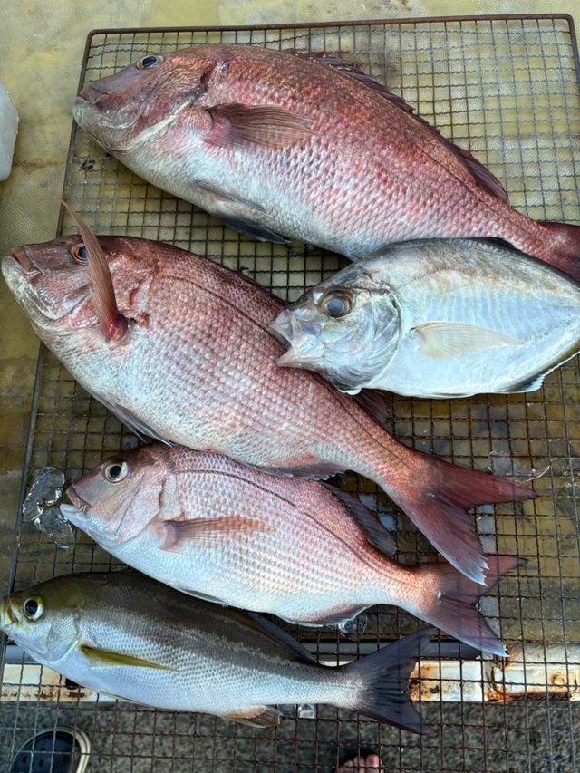 マダイ・カイワリ・イサキ・ハタ(マハタ)