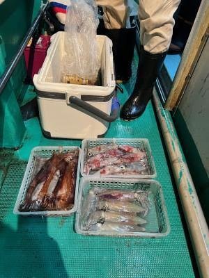 アカイカ(ケンサキイカ)