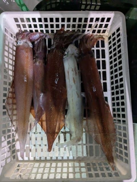 アカイカ(ケンサキイカ)