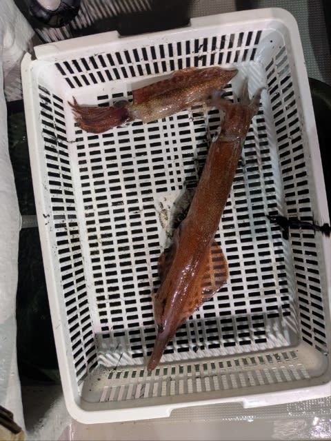 アカイカ(ケンサキイカ)