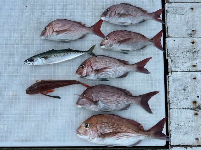 マダイ・サバ(マサバ)・ホウボウ