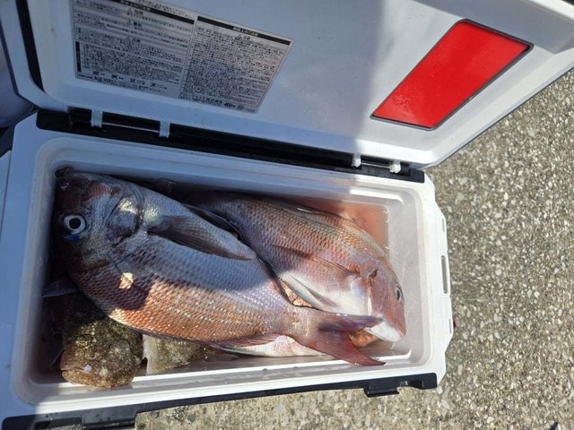 マダイ・ガンゾウビラメ