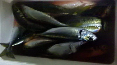 アジ(マアジ)・サバ(ゴマサバ)